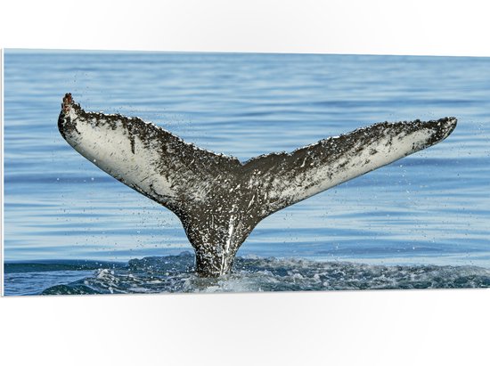 PVC Schuimplaat - Staart van een walvis steekt uit boven het zeewater - 100x50 cm Foto op PVC Schuimplaat (Met Ophangsysteem)