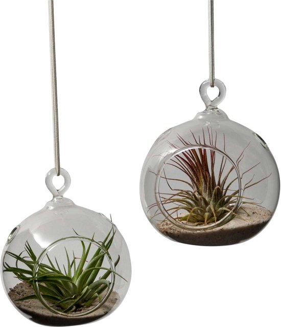 WInQ! Glazen Bal S/2 d:12cm – Terrarium- hanger – Inclusief Tillandsia