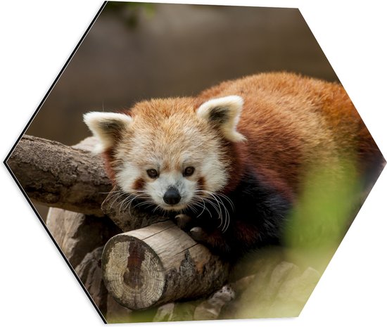 Dibond Hexagon - Oranje panda ligt op boomstronk en kijkt camera in - 50x43.5 cm Foto op Hexagon (Met Ophangsysteem)