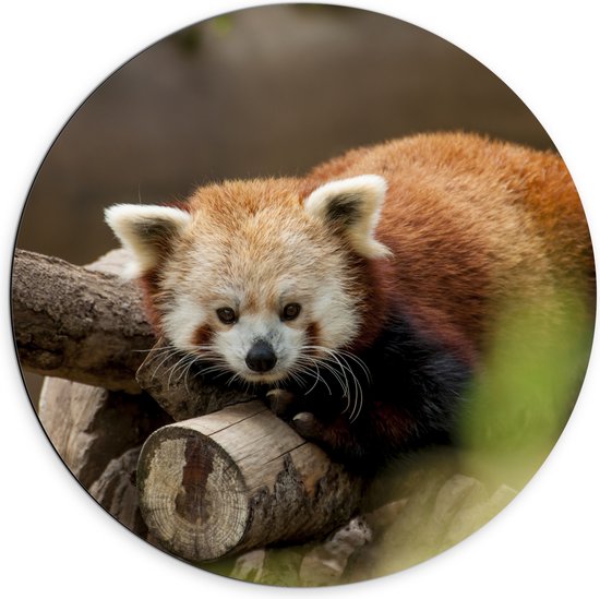 Dibond Muurcirkel - Oranje panda ligt op boomstronk en kijkt camera in - 70x70 cm Foto op Aluminium Muurcirkel (met ophangsysteem)