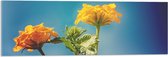 Acrylglas - Oranje en Gele Wisselbloemen voor Heldere Lucht Achtergrond - 90x30 cm Foto op Acrylglas (Met Ophangsysteem)