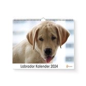 Huurdies - Labrador Kalender - Jaarkalender 2024 - 35x24 - 300gms