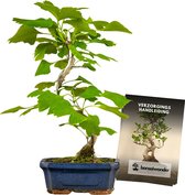 Bonsaiwonder - Ginkgo Classic - Bonsai boompjes - Buiten bonsai - Hoogte: 35cm - Ø 15cm - Met verzorgingshandleiding
