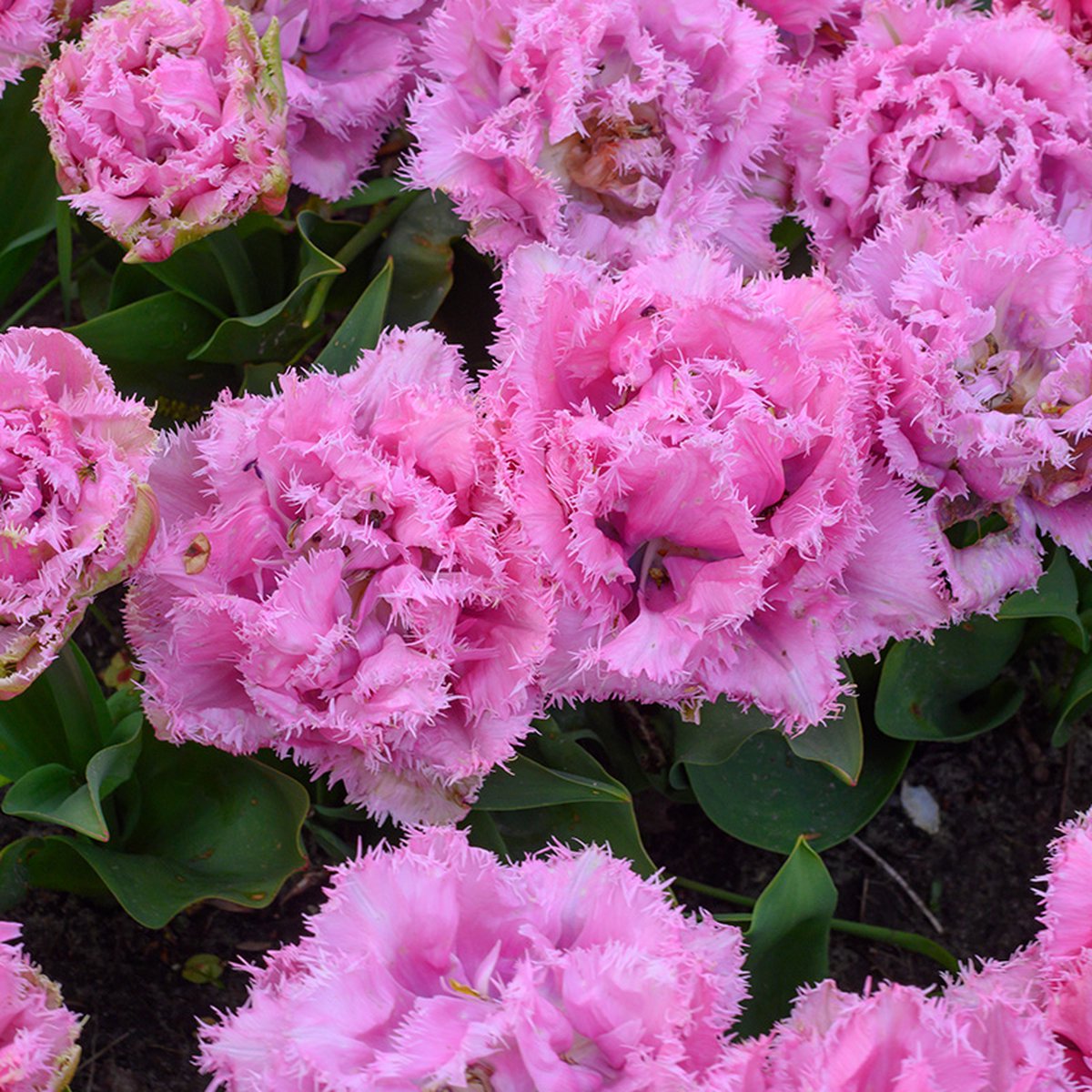Tulp Cairns | 10 stuks | Gefranjerd | Roze | Tulpenbollen