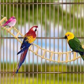 Vogel- Pont d'échelle en bois, échelles, jouets à mâcher, accessoires de cage à oiseaux suspendus pour animaux de compagnie, jouets d'entraînement amusants pour oiseaux, perroquets, aras, perruches (12 échelles) (70 x 8 cm) [Classe énergétique A]