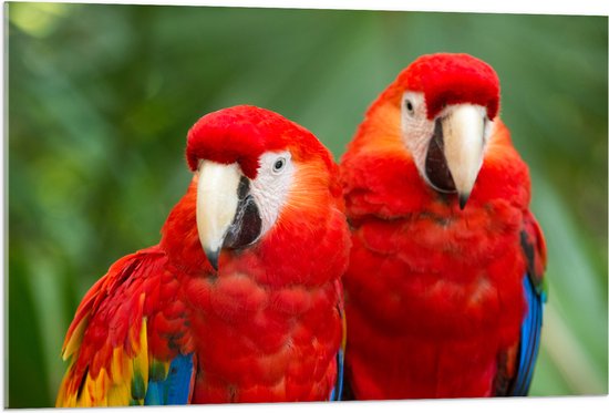 Acrylglas - Twee papegaaien zitten langs elkaar in een bos - 105x70 cm Foto op Acrylglas (Wanddecoratie op Acrylaat)