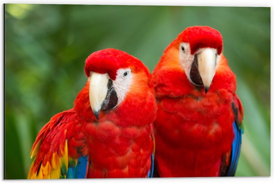 Dibond - Twee papegaaien zitten langs elkaar in een bos - 60x40 cm Foto op Aluminium (Wanddecoratie van metaal)