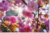 Tuinposters buiten Sakura - Zon - Lente - 90x60 cm - Tuindoek - Buitenposter