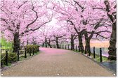 Tuinposter - Tuindoek - Tuinposters buiten - Sakura - Lente - Japan - 120x80 cm - Tuin