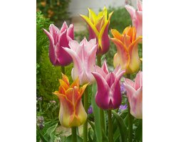 20x Tulpen 'Leliebloemig gemengd' - BULBi® Bloembollen met bloeigarantie