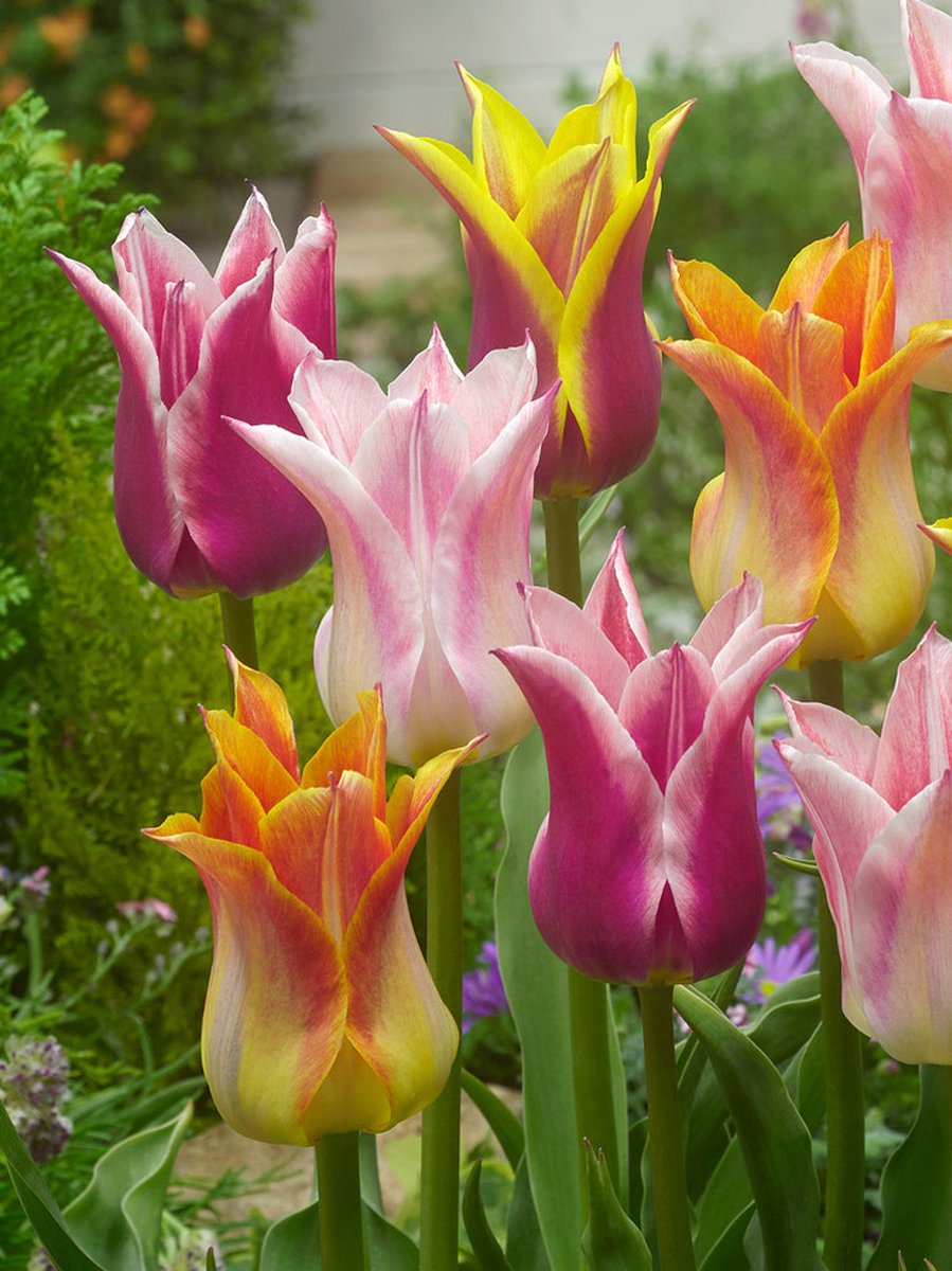 20x Tulpen 'Leliebloemig gemengd' - BULBi® Bloembollen met bloeigarantie