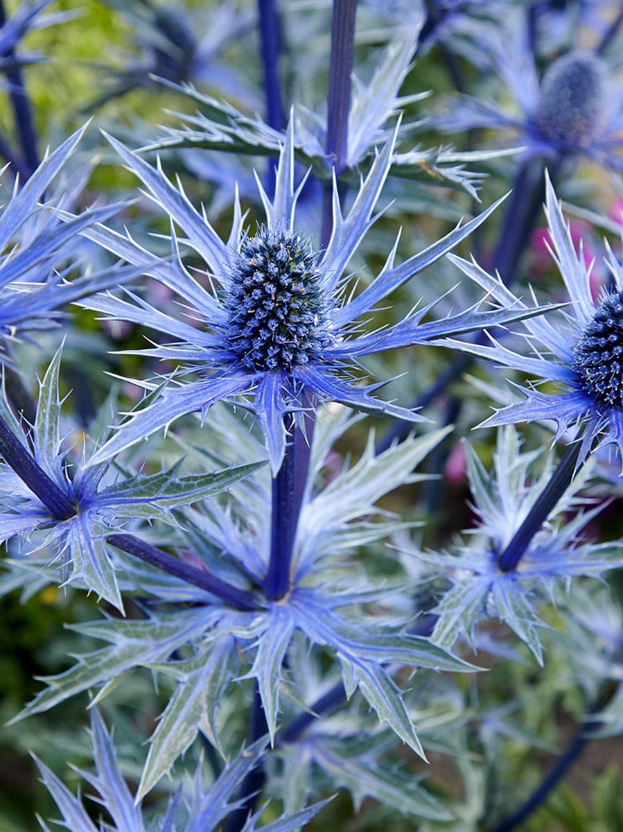 4x Vaste planten 'Eryngium alpinum' - BULBi® Bloembollen met bloeigarantie