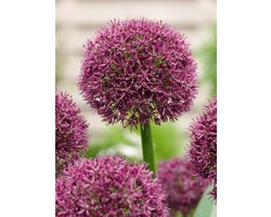 5x Allium 'Ostara' - BULBi® Bloembollen met bloeigarantie