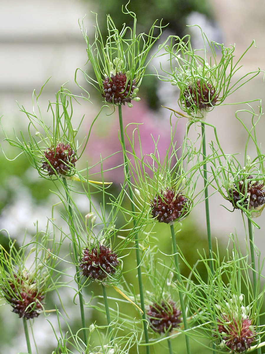 15x Allium 'Hair' - BULBi® Bloembollen met bloeigarantie