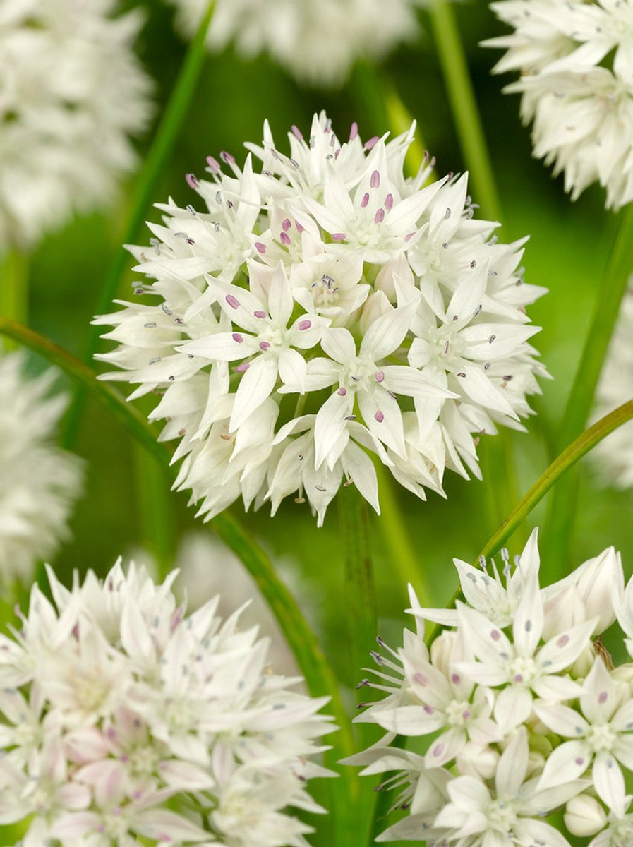 10x Allium 'Graceful beauty' - BULBi® Bloembollen met bloeigarantie