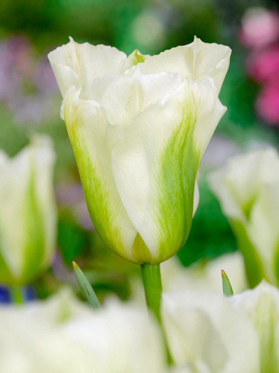 10x Tulpen 'Spring green' - BULBi® Bloembollen met bloeigarantie