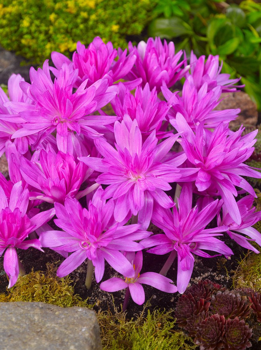 3x Herfsttijloos 'Colchicum waterlily' - BULBi® Bloembollen met bloeigarantie