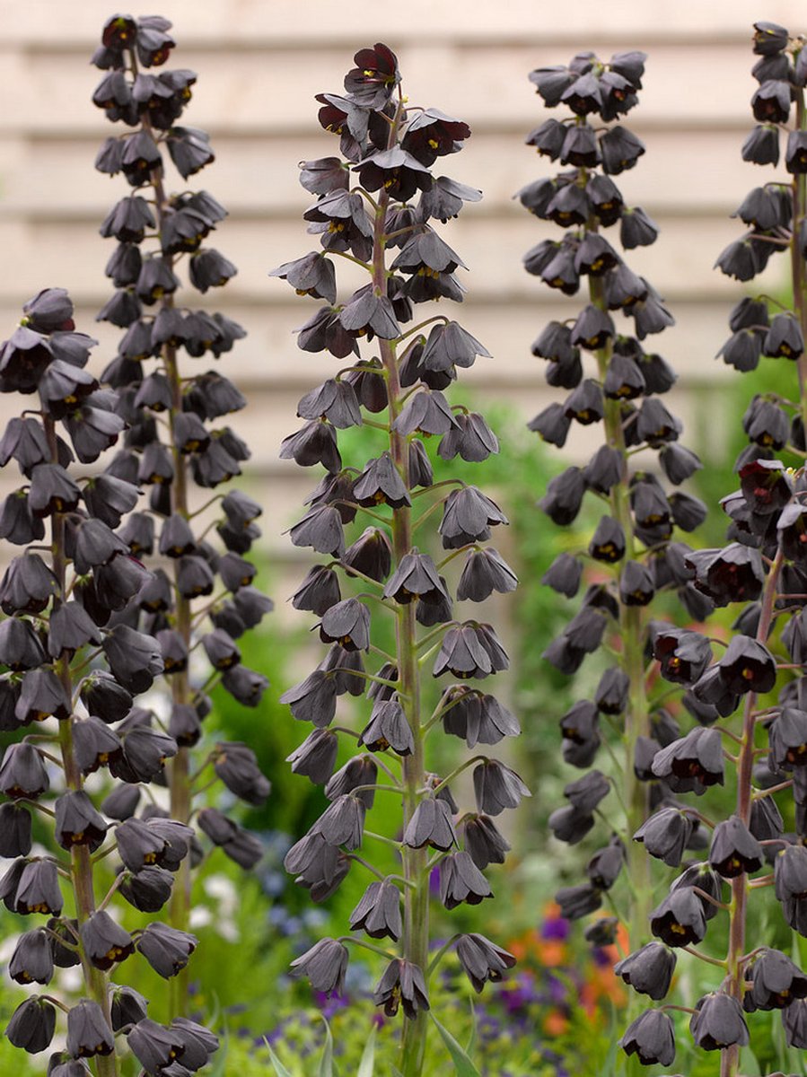 3x Fritillaria 'Fritillaria persica adiyaman' - BULBi® Bloembollen met bloeigarantie