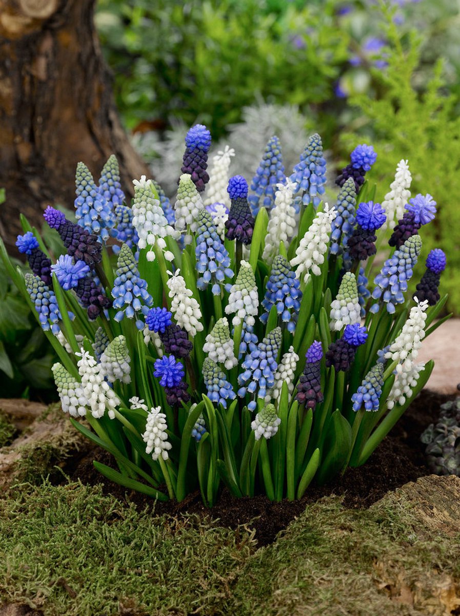 40x Blauwe druifjes 'Muscari gemengd' - BULBi® Bloembollen met bloeigarantie