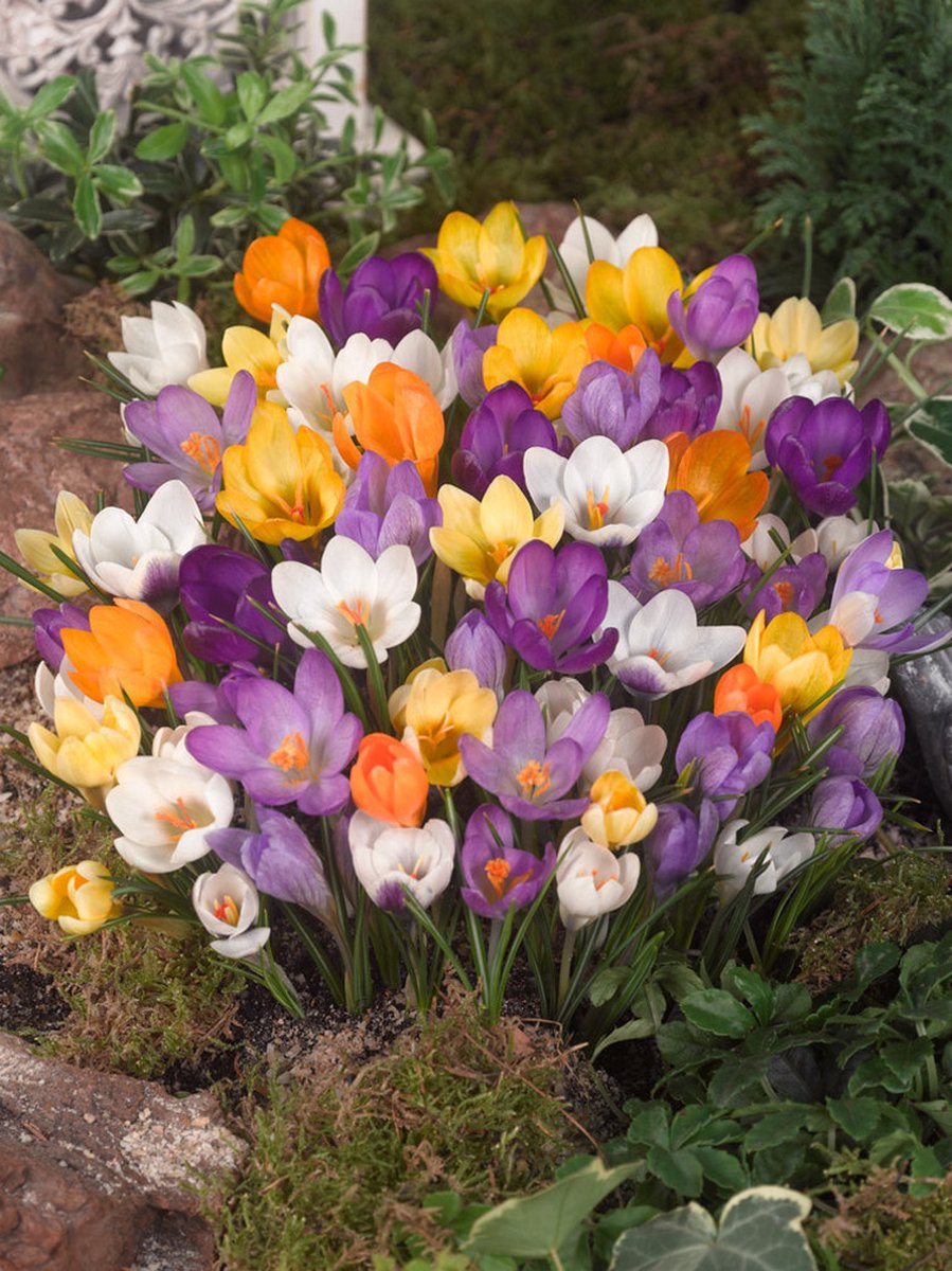 50x Crocus 'Chrysanthus gemengd' - BULBi® Bloembollen met bloeigarantie