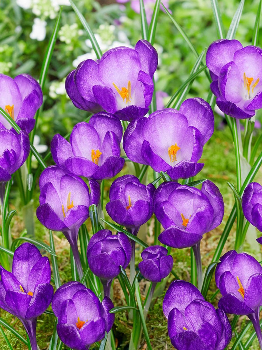 50x Crocus 'Ruby giant tommasianus' - BULBi® Bloembollen met bloeigarantie