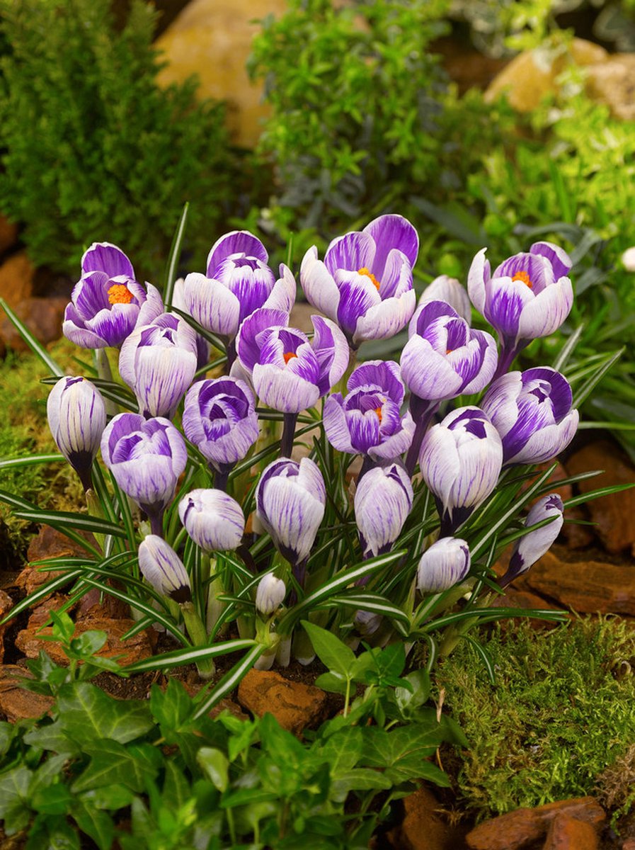 50x Crocus 'Pickwick gestreept grootbloemig' - BULBi® Bloembollen met bloeigarantie