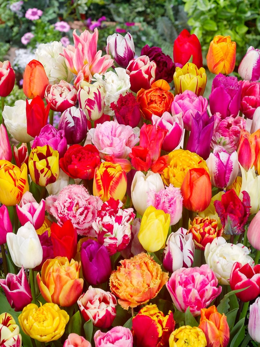 20x Tulpen 'Pluktuin mix deluxe' - BULBi® Bloembollen met bloeigarantie