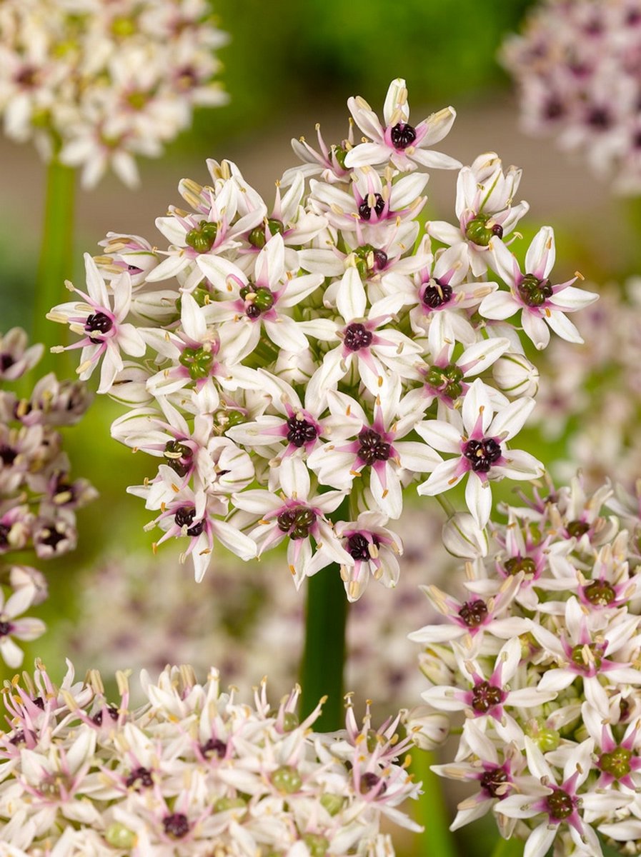 2x Allium 'Silver spring' - BULBi® Bloembollen met bloeigarantie