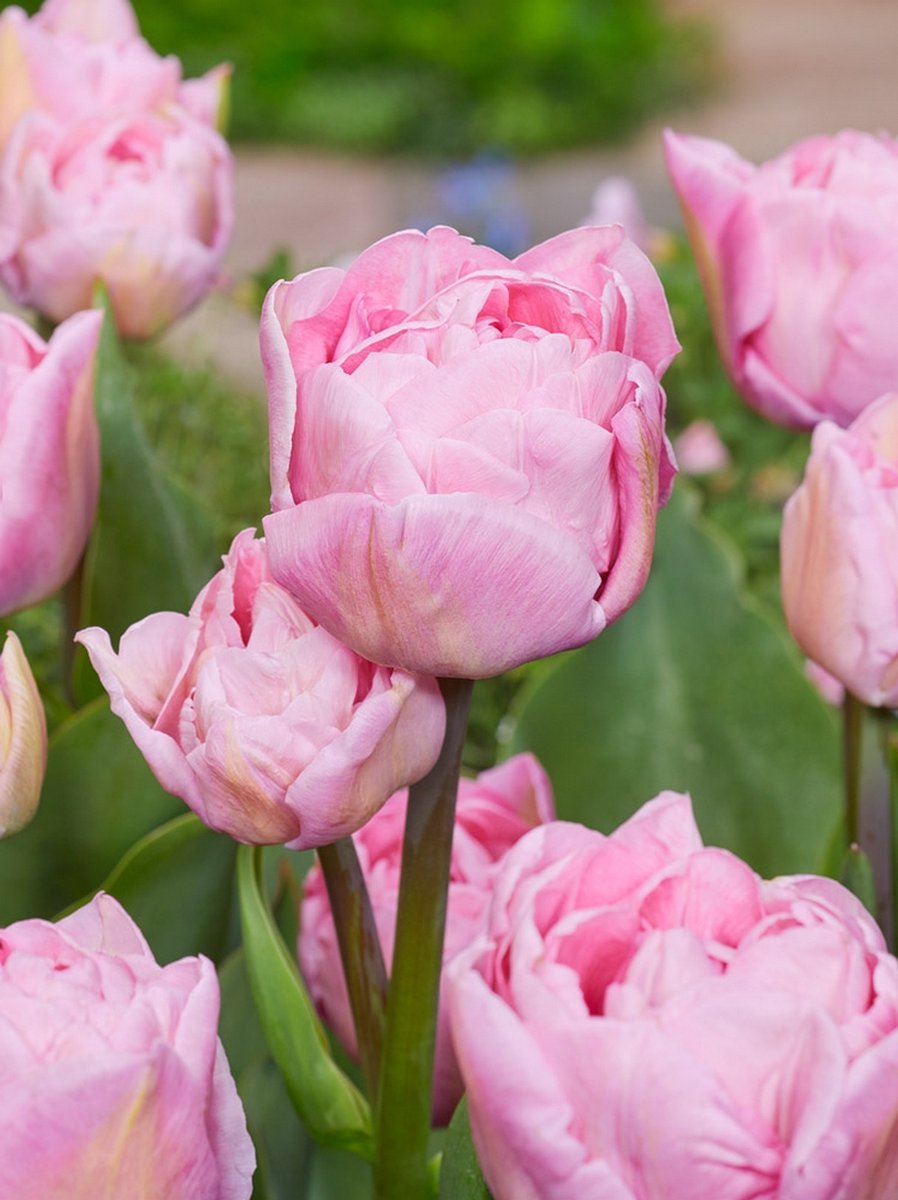 10x Tulpen 'Mariage' - BULBi® Bloembollen met bloeigarantie
