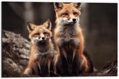 Dibond - Moeder vos en kind zitten in een bos - 60x40 cm Foto op Aluminium (Met Ophangsysteem)