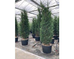 Cupressocyparis laylandii 2001- Leylandcipres 175-200 cm in pot 35 liter
