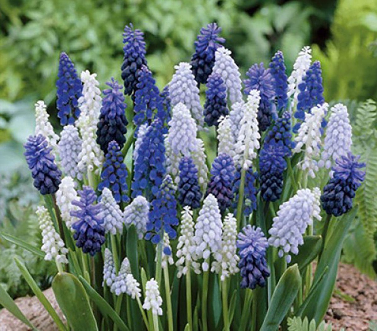 Muscari Mix | 15 stuks | Blauw druifje
