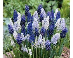 Muscari Mix | 15 stuks | Blauw druifje