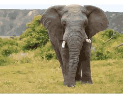 Schilderen op nummer 40x50 cm op frame - PBN-4005 - Olifant !!!! NU PROMOTIE !!!! Uw krijgt er een gratis schilder op nummer bij naar onze keuze
