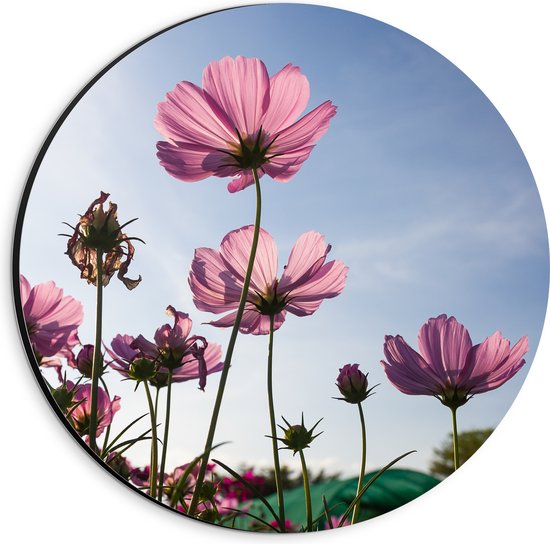 Dibond Muurcirkel - Cosmea bloemen in een bloemenveld met heldere blauwe lucht - 20x20 cm Foto op Aluminium Muurcirkel (met ophangsysteem)