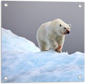 Tuinposter – Witte ijsbeer bedekt met bloed loopt door de sneeuw heen - 50x50 cm Foto op Tuinposter (wanddecoratie voor buiten en binnen)