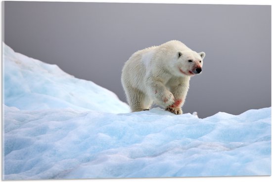 Acrylglas - Witte ijsbeer bedekt met bloed loopt door de sneeuw heen - 75x50 cm Foto op Acrylglas (Wanddecoratie op Acrylaat)