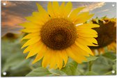 Tuinposter – Grote Zonnebloem in Zonnebloemenveld - 75x50 cm Foto op Tuinposter (wanddecoratie voor buiten en binnen)