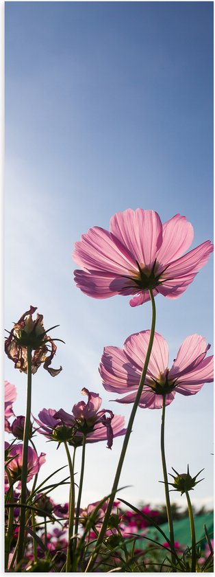 Poster (Mat) - Cosmea bloemen in een bloemenveld met heldere blauwe lucht - 20x60 cm Foto op Posterpapier met een Matte look