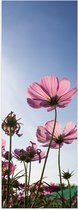 Poster (Mat) - Cosmea bloemen in een bloemenveld met heldere blauwe lucht - 20x60 cm Foto op Posterpapier met een Matte look