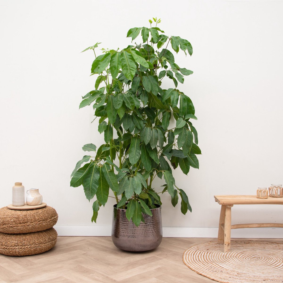 Schefflera amate