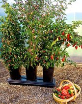 Kit de culture de jardinière Chilli Grow avec engrais - 2 fois plus de poivrons
