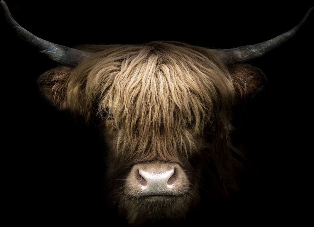 Glasschilderij 160x110x0.4 Highlander