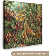 Canvas Schilderij Muscinae - Ernst Haeckel - Oude Meesters - 90x90 cm - Wanddecoratie