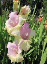 Gladiolus hybr. 'Mon Amour'