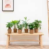Studio plantenpakket