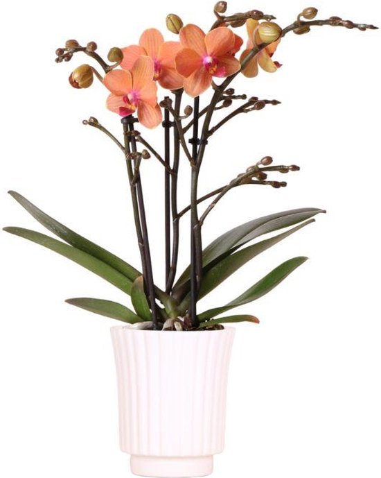 Kolibri Orchids | Oranje Phalaenopsis Orchidee Las Vegas In Gouden Groove Sierpot 12cm