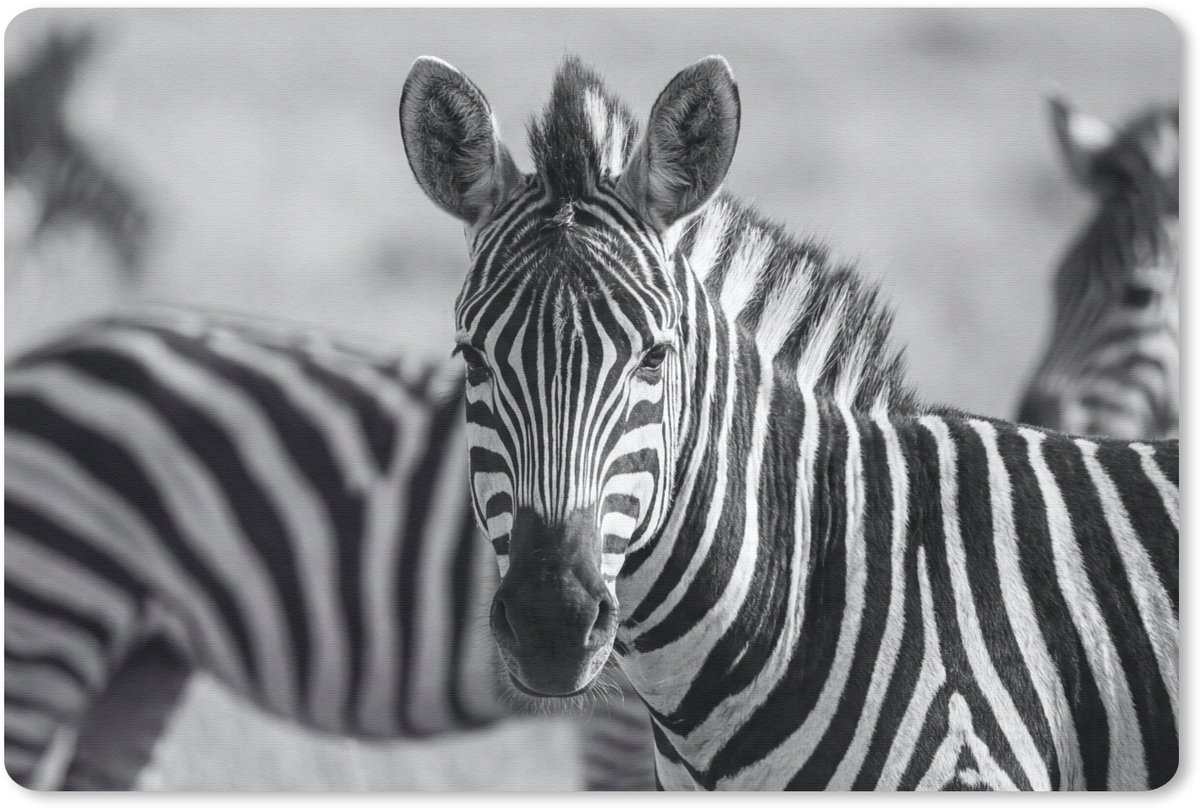 Muismat 13x8 cm - Mousepad Zebra's - Zwart - Wit - Muismatten