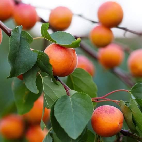 Abrikozenboom - Fruitplant - Zelf Oogsten - Droogtetolerant - Max 200 cm - Groen — afbeelding 2