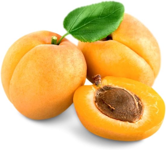 Abrikozenboom - Fruitplant - Zelf Oogsten - Droogtetolerant - Max 200 cm - Groen — afbeelding 4